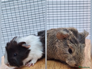 Guinea Pig rodents 2 Guinea Pig Sows - Advert 1