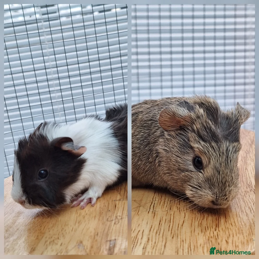 Guinea Pig rodents for sale: SOLD 2 Guinea Pig Sows - Advert 1