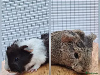 Guinea Pig rodents SOLD 2 Guinea Pig Sows - Advert 24
