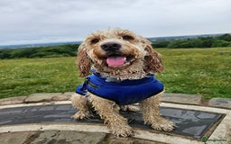 Cockapoo dogs for stud: Male cockapoo for stud 'Woody' - Image 8