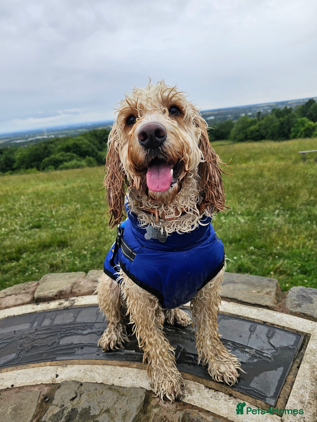 Cockapoo dogs for stud: Male cockapoo for stud 'Woody' - Image 8