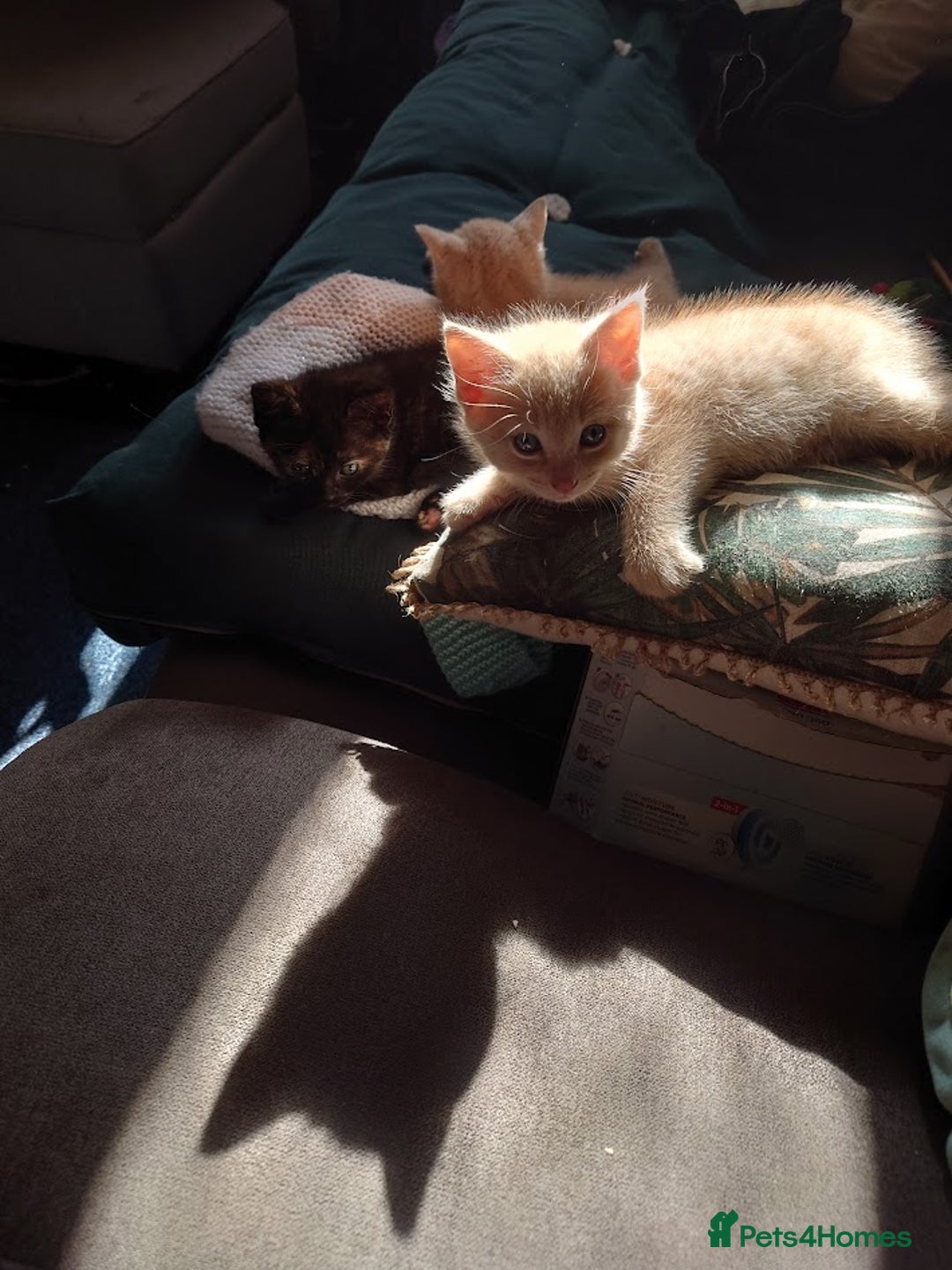 Domestic Shorthair cats for sale: 3 kittens for sale - Image 9
