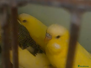 Budgerigars birds Proven Pair of latino budgies ( all yellow ) - Advert 13