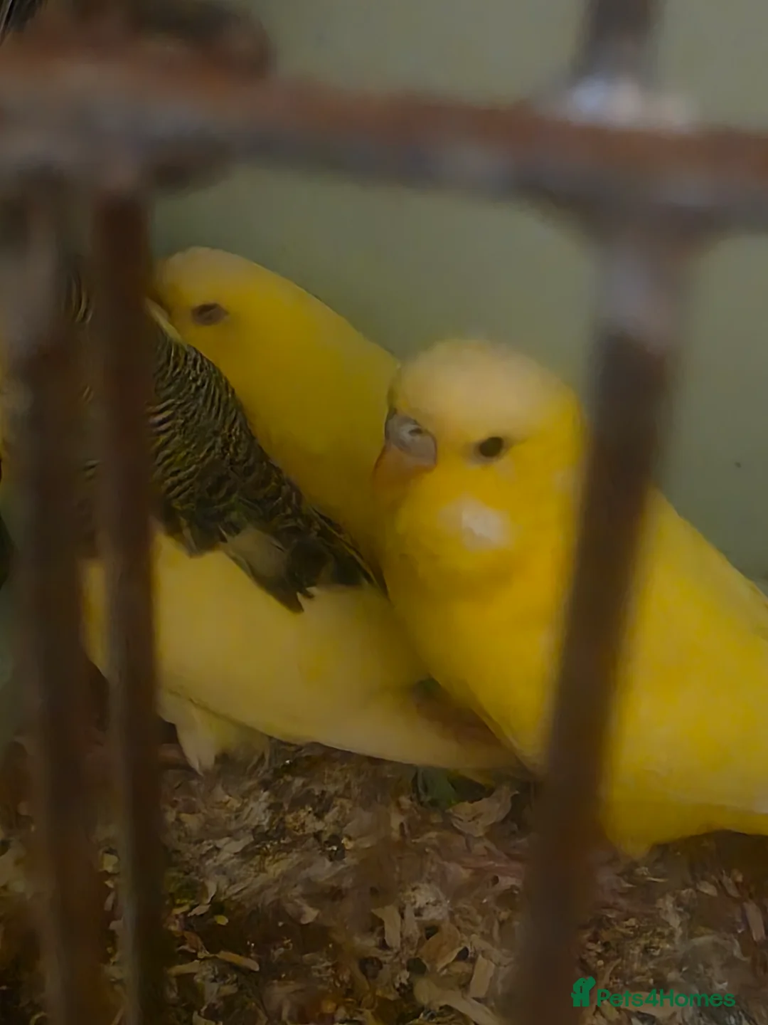 Budgerigars birds for sale: Proven Pair of lutino budgies (yellow) + canaries - Advert 1