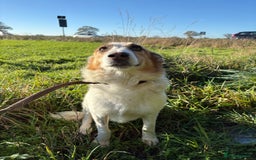 Mixed Breed dogs for adoption: Freud - Norwich Norfolk  - Advert 13