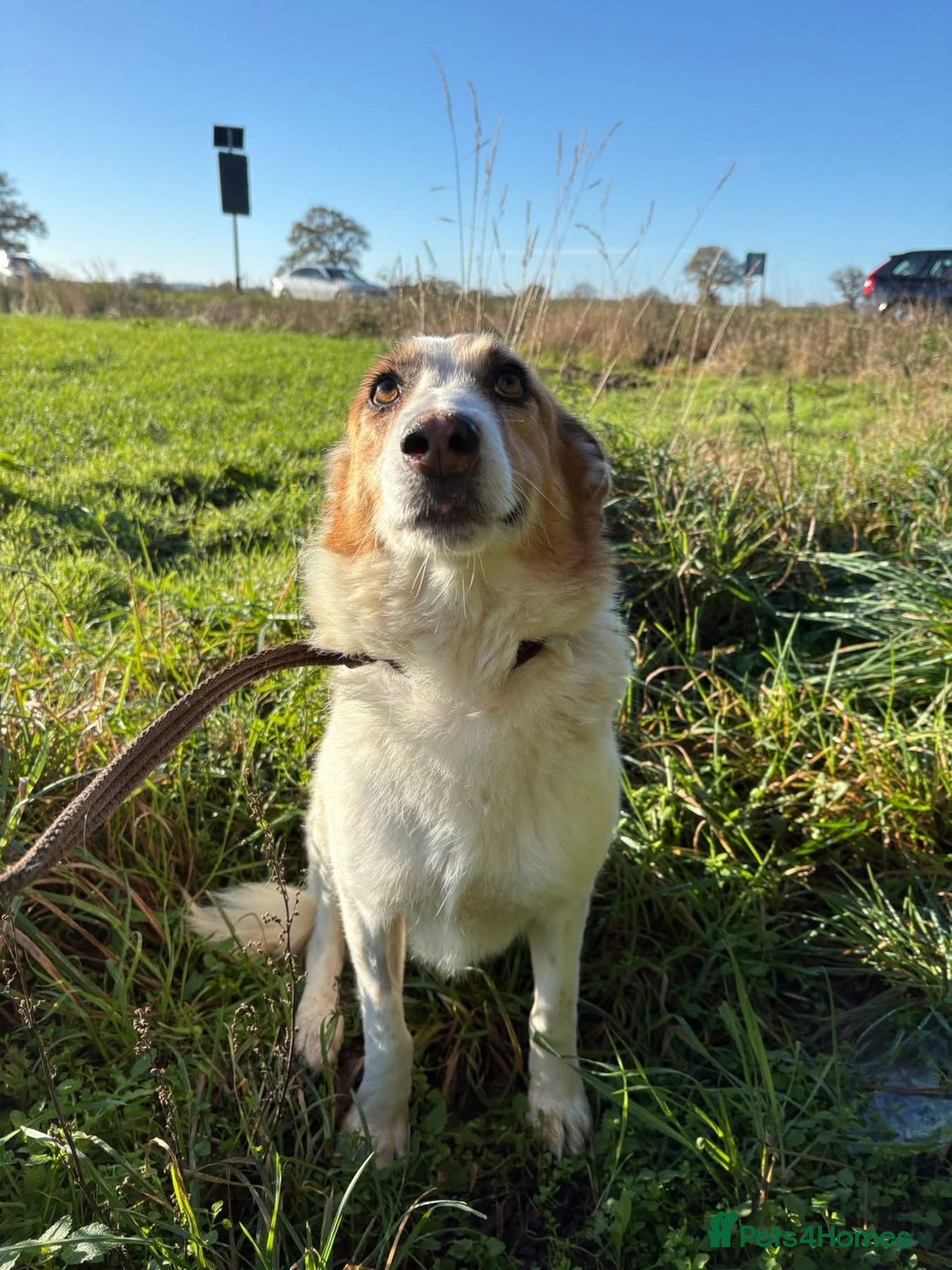 Mixed Breed dogs for adoption: Freud - Norwich Norfolk  - Advert 13