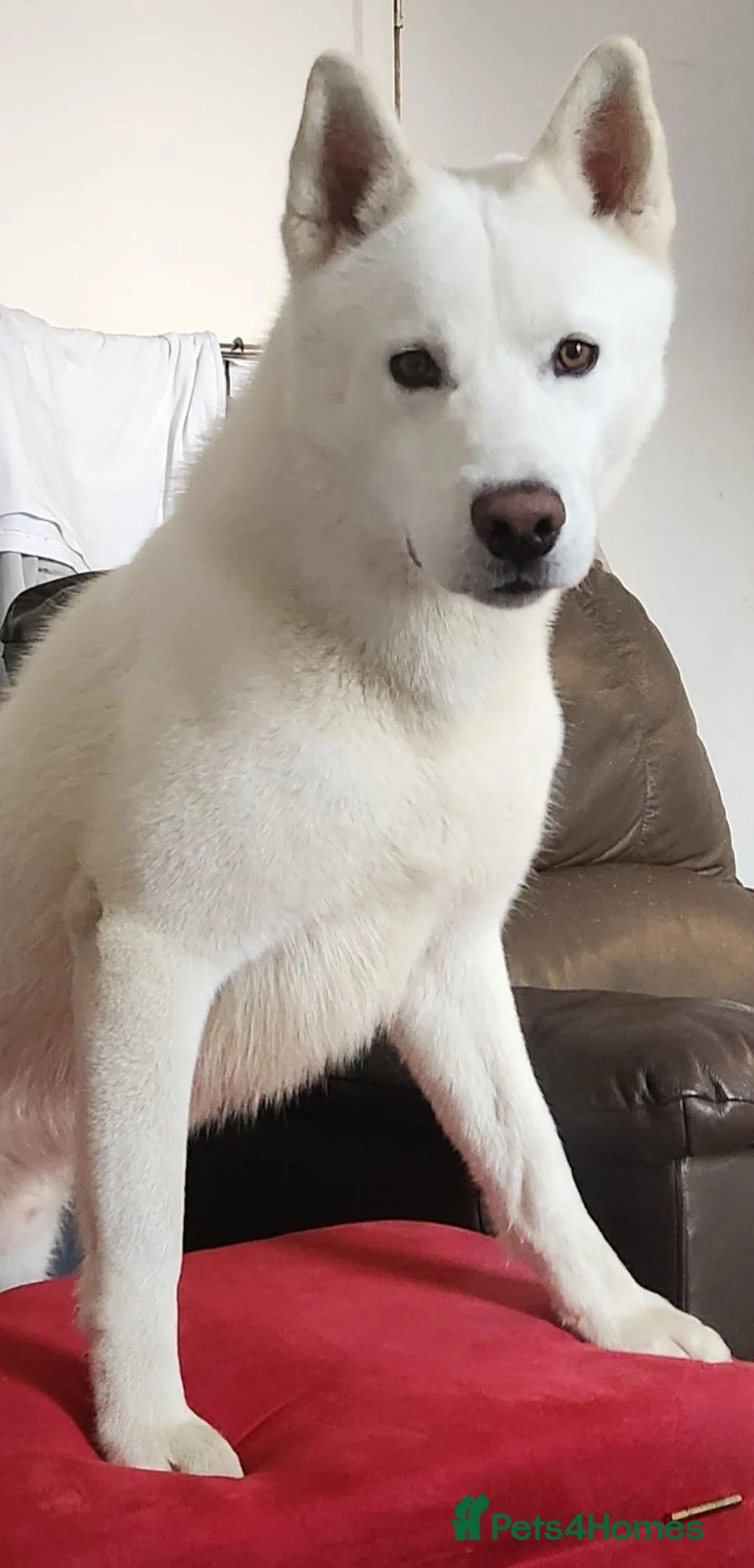 Siberian Husky dogs for sale: 11 month husky - Advert 4
