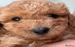 Miniature Poodle dogs for sale: Omg these Beautiful Litter Red Miniature Poodles  - Image 3