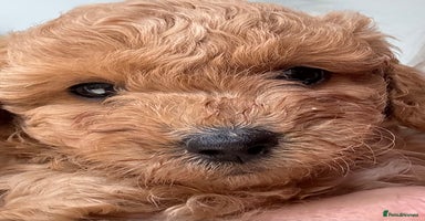 Miniature Poodle dogs - Advert 5