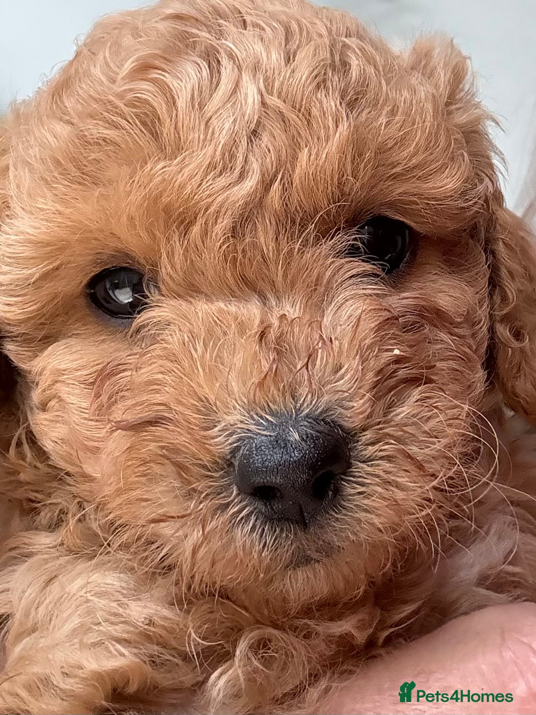 Miniature Poodle dogs for sale: Omg these Beautiful Litter Red Miniature Poodles  - Image 3
