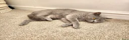 British Shorthair cats for sale: Silver Champion Line British Shorthair - Advert 17