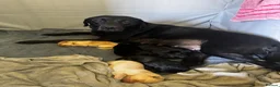 Labrador Retriever dogs for sale: KC registered Labrador puppies in Pontypool - Advert 12