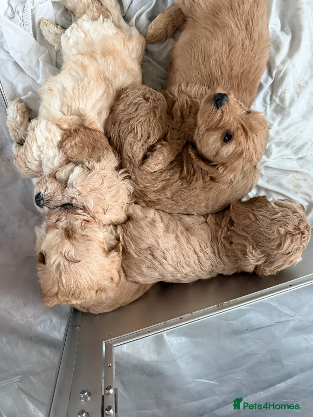Cockapoo dogs for sale: Cockerpoo puppies - Advert 8