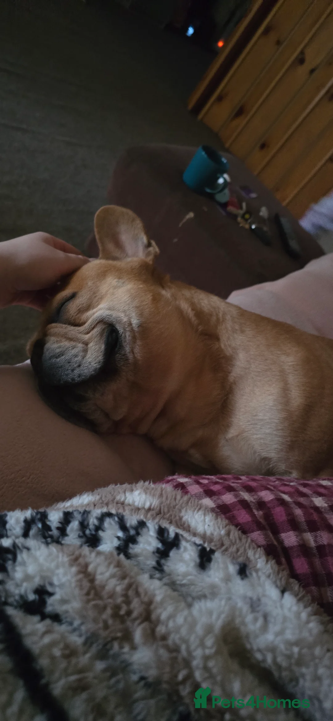 French Bulldog dogs for stud: King Midas son- Premium French Bulldog Stud - Advert 9