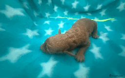 Labradoodle dogs for sale: Miniature Labradoodle F1BB Puppies - Image 14