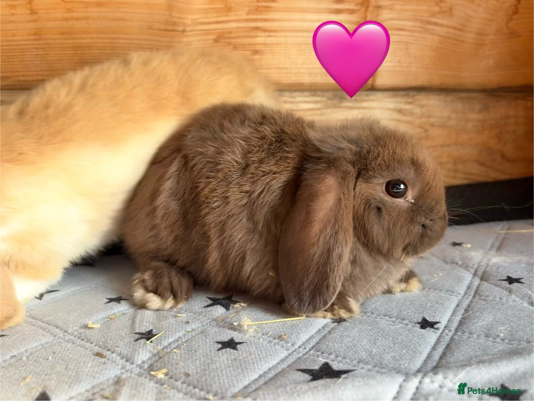 Mini Lop rabbits for sale: 4 beautiful mini lop babies  - Image 16