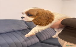 Cavalier King Charles Spaniel dogs for sale: ⭐Cavalier Boy -0% COI & Fully Health Tested⭐ - Image 2