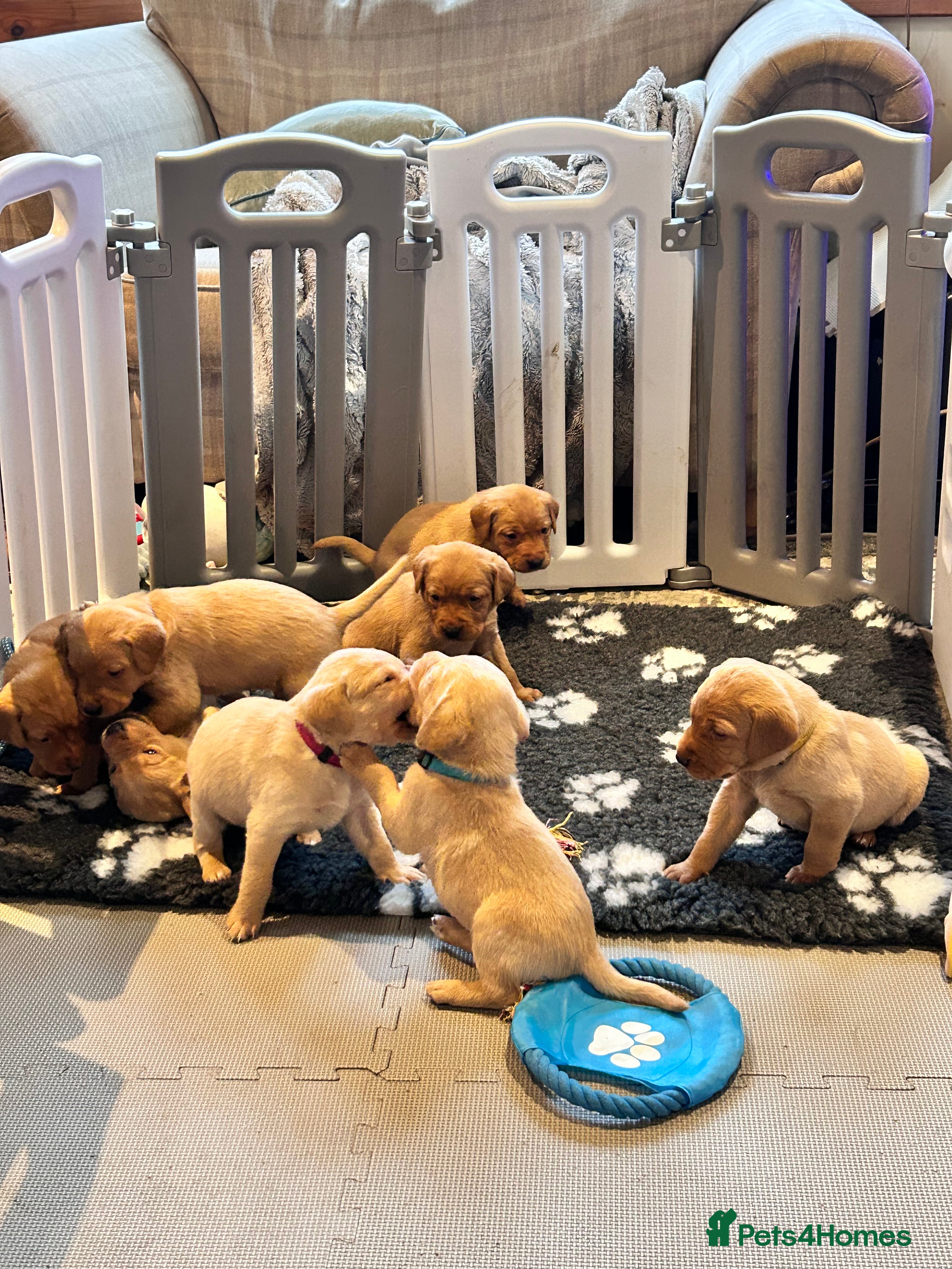 Labrador Retriever dogs Labrador Retriever Puppies KC reg One girl left  - Advert 2