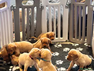 Labrador Retriever dogs Labrador Retriever Puppies KC reg One girl left - Advert 4