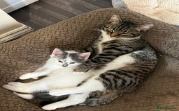 Mixed Breed cats for sale: Cute kittens looking for loving home  - Image 14