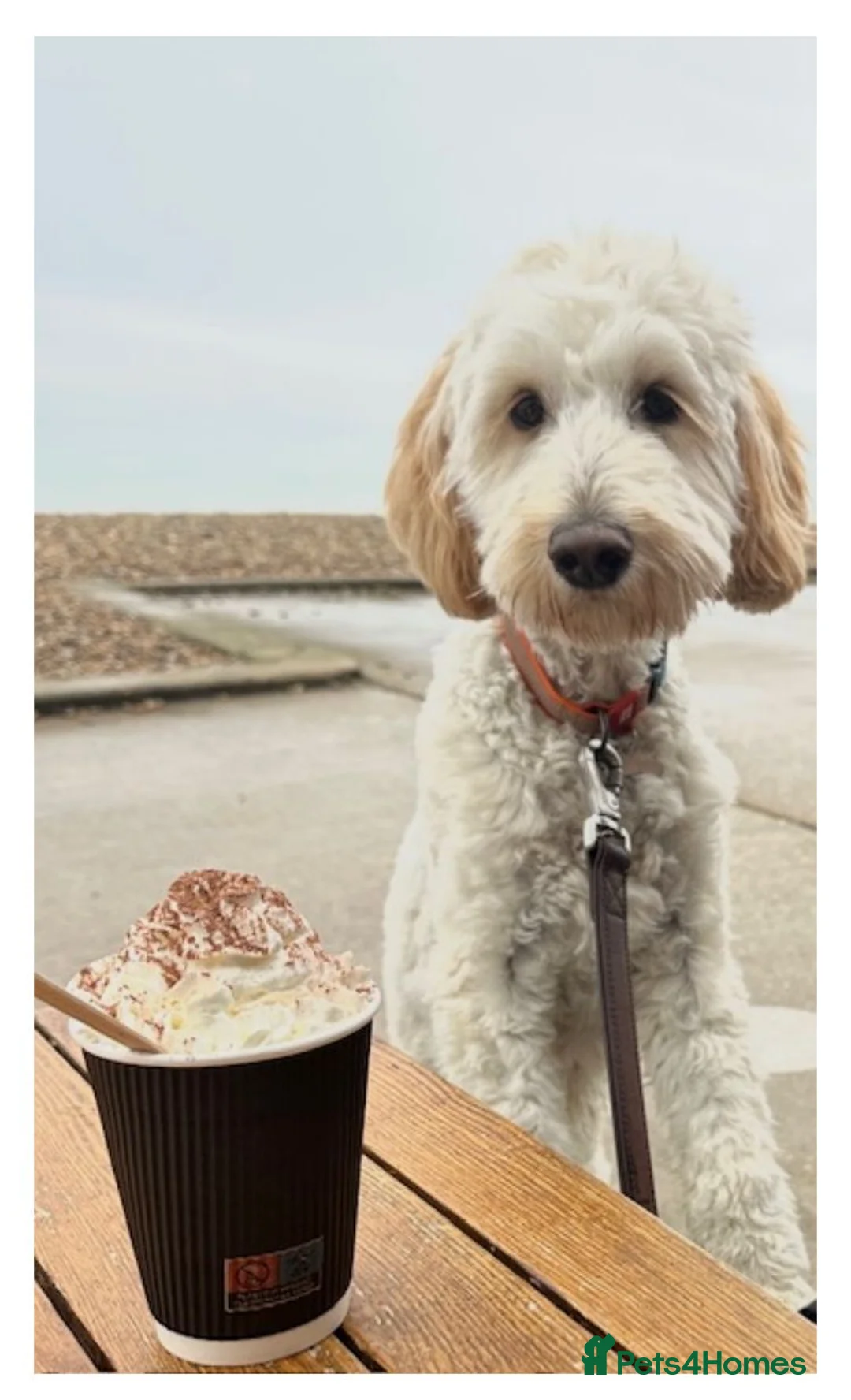 Labradoodle dogs for stud: Australian Labradoodle Stud (Health Tested) in Great Yarmouth - Advert 23