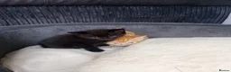Mixed Breed cats for sale: 4 kittens ready to go - Advert 5
