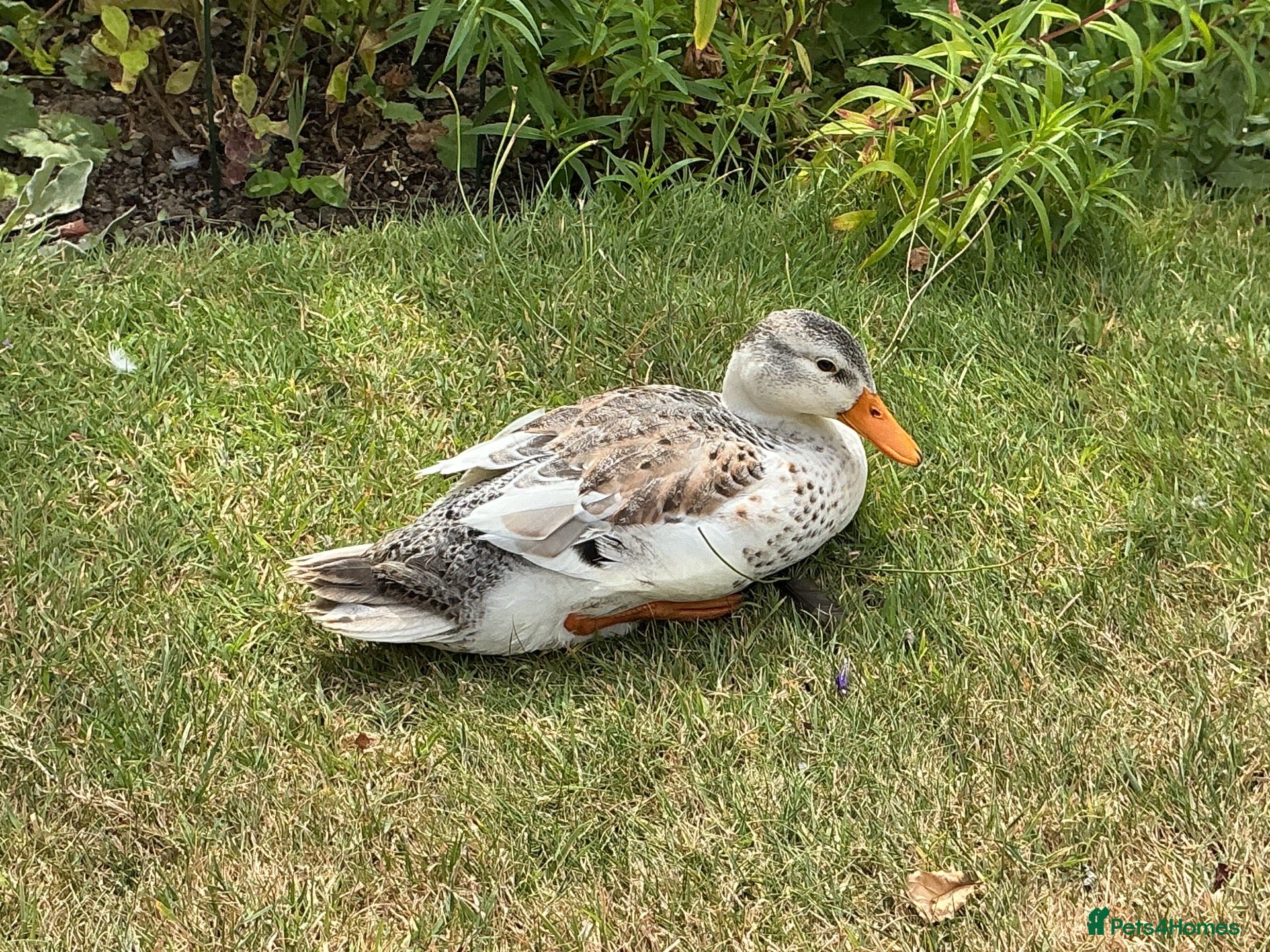 Ducks poultry Miniature Silver Appleyard Duck and Drake Pair - Advert 2