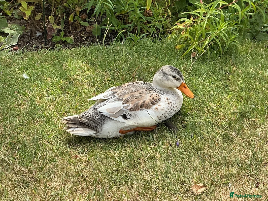 Ducks poultry for sale: Miniature Silver Appleyard Duck and Drake Pair - Advert 2