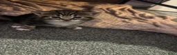 Mixed Breed cats for sale: Kittens for sale to good homes  - Advert 7