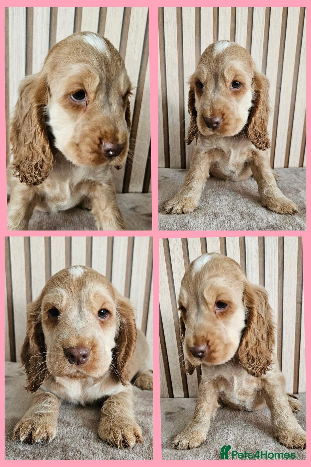 Cocker Spaniel dogs for sale: BEAUTIFUL SHOW COCKER SPANIEL PUPPIES - Advert 7