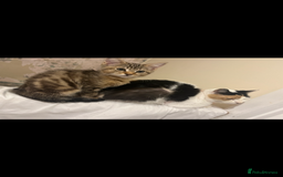 Domestic Shorthair cats for sale: Kitten for sale  - Image 2