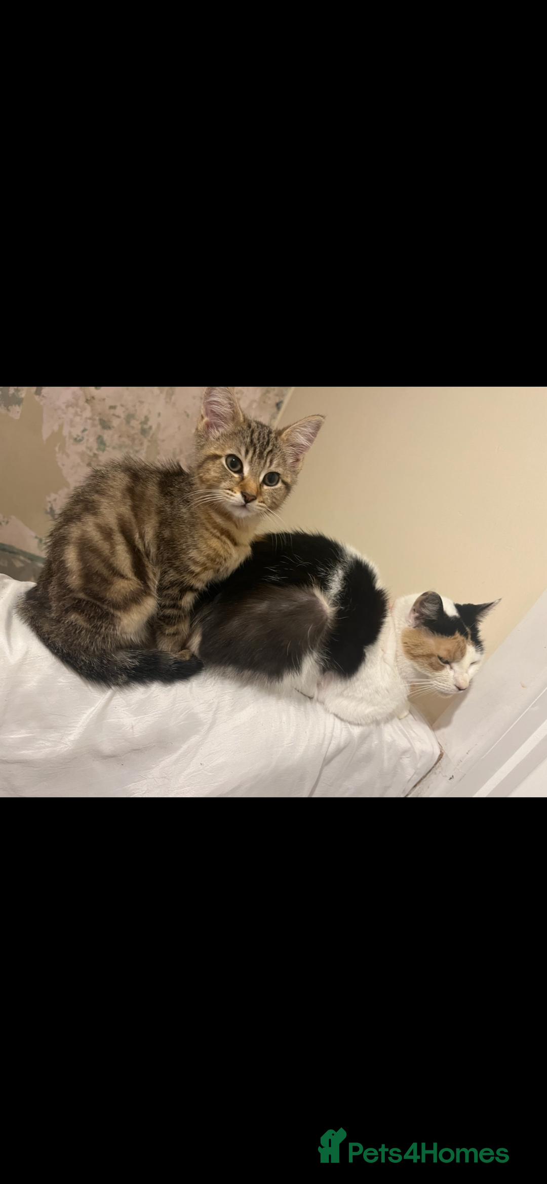 Domestic Shorthair cats for sale: Kitten for sale  - Image 2