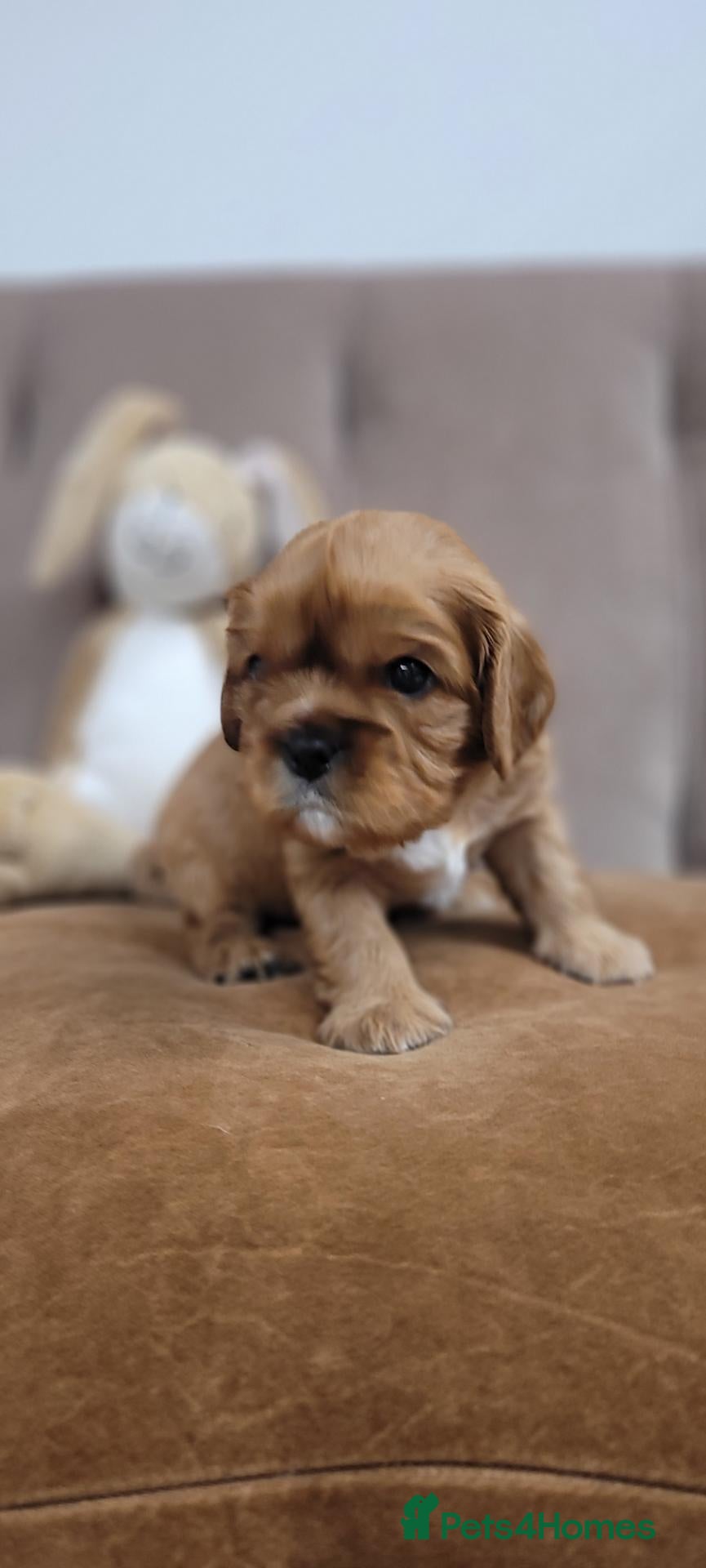Cavalier King Charles Spaniel dogs for sale: StunningPuppiesChampBloodline–HealthTestedParent - Advert 11