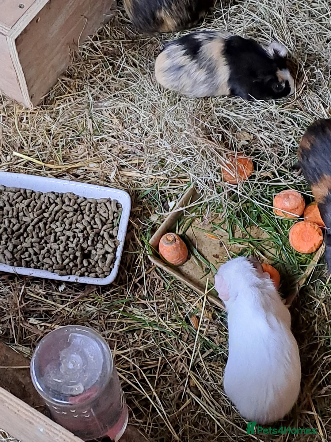 Guinea Pig rodents for sale: Beautiful Baby guinea pigs for sale  - Advert 2