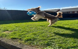 Bearded Collie dogs for sale: Bearded cross x border collie puppies  - Advert 14