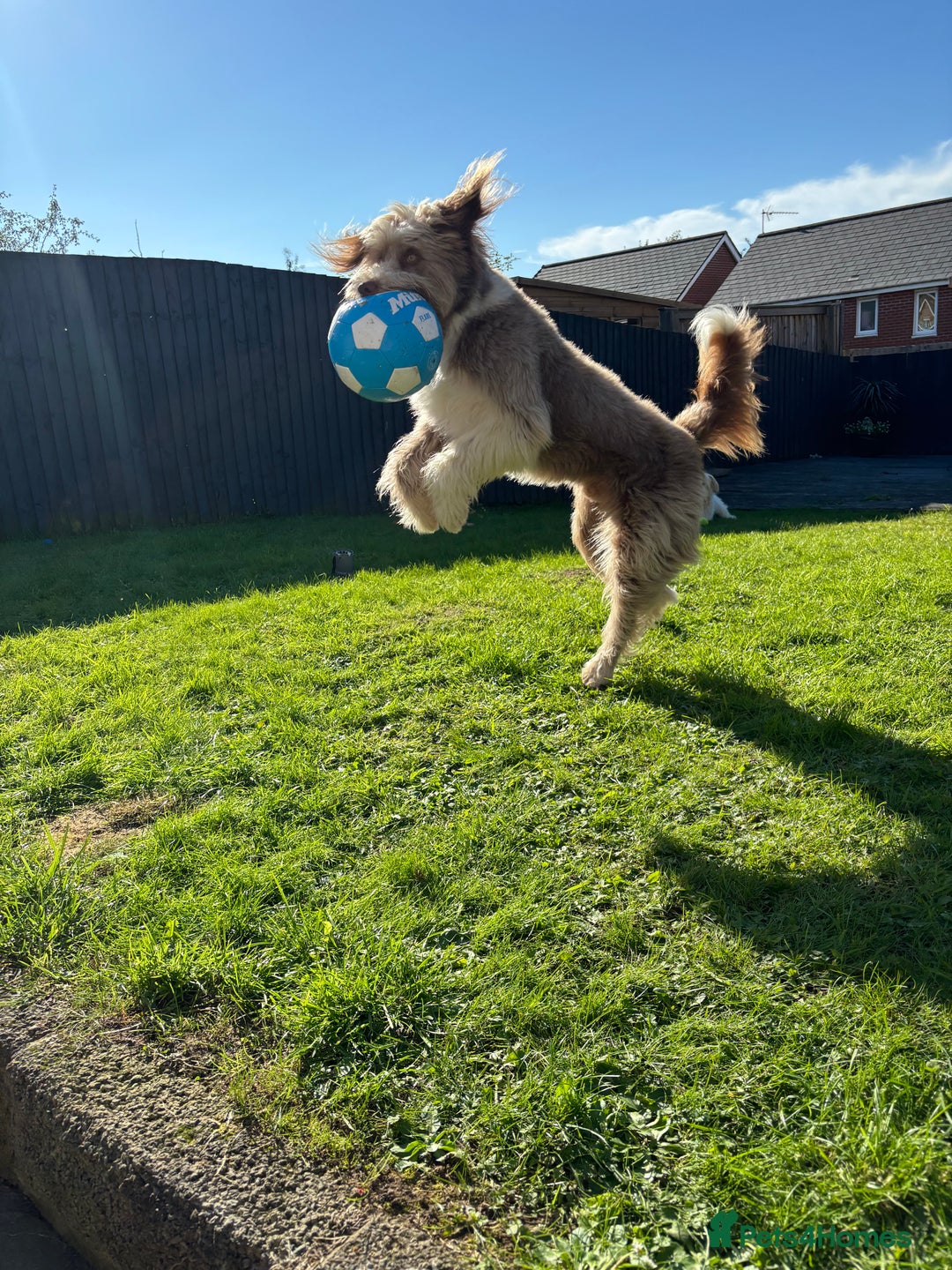 Bearded Collie dogs for sale: Bearded cross x border collie puppies  - Advert 14