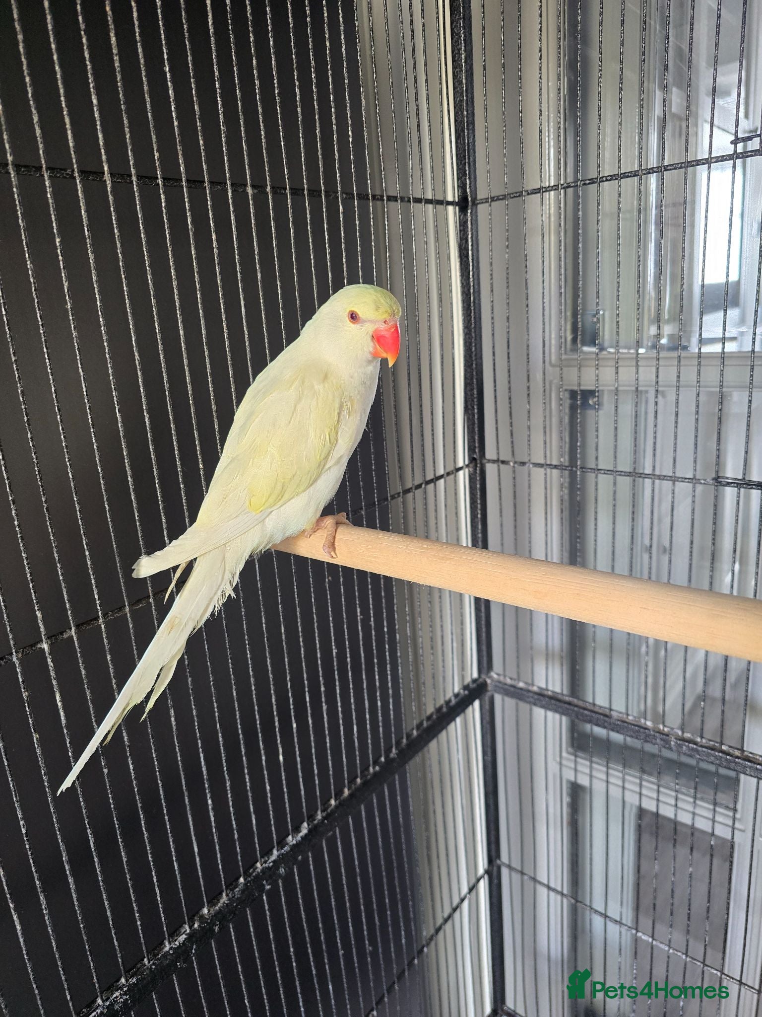 Conures birds Baby Ringnecks  - Advert 10