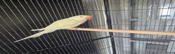 Conures birds for sale: Baby Ringnecks  - Advert 3