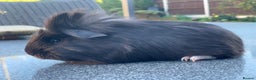 Guinea Pig rodents for sale: Funky/smooth pet boar  - Advert 2