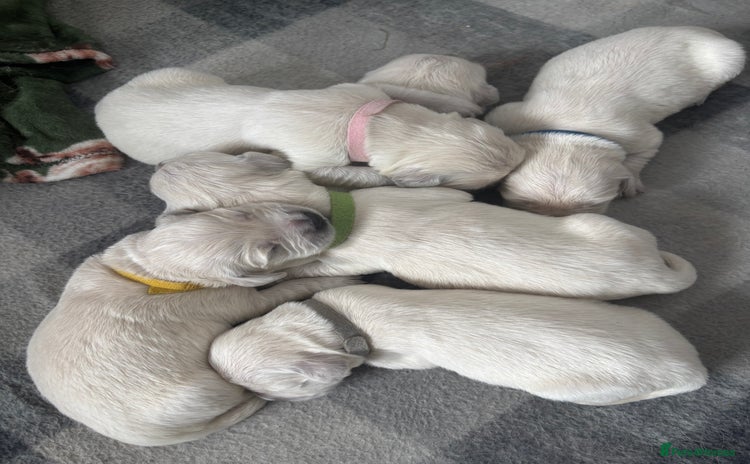 Golden Retriever dogs - Advert 4