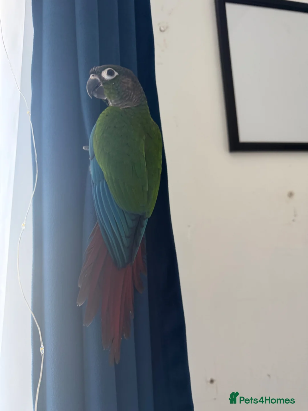 Conures birds for sale: Green cheek conure for sale in Cardiff - Advert 6