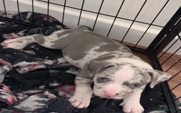 American Bully dogs for sale: Abkc Pocket Bully X Abkc classic Bully puppies - Image 24
