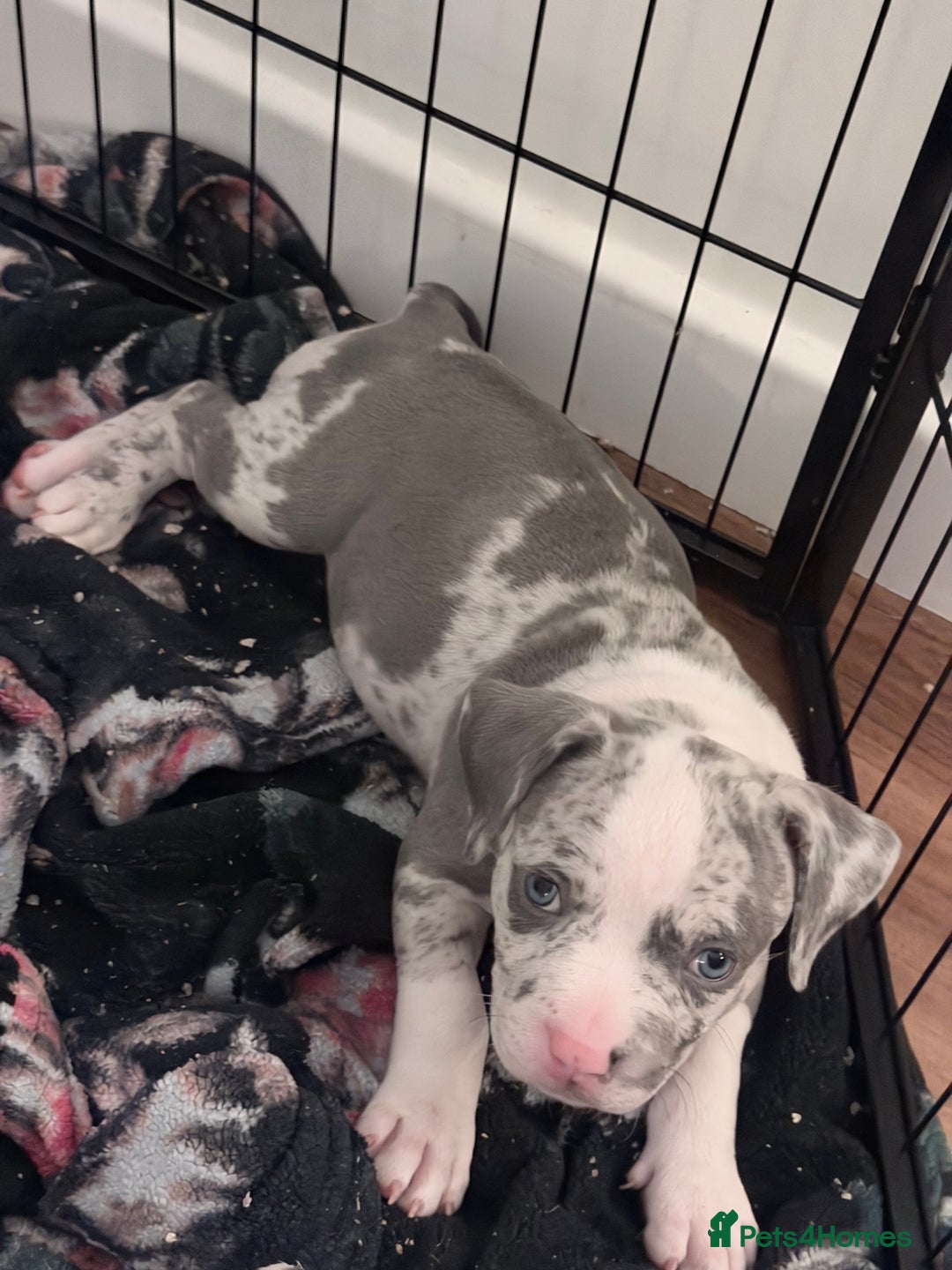 American Bully dogs for sale: Abkc Pocket Bully X Abkc classic Bully puppies - Image 24
