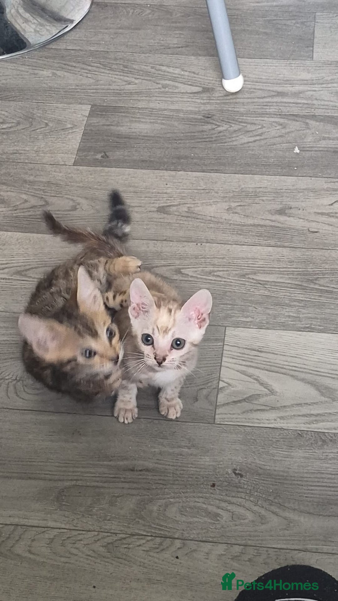 Bengal cats for sale: Beautiful bengal kittens  - Advert 20