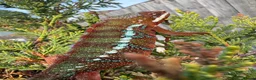 Chameleon reptiles for sale: Panther Chameleon  - Advert 7