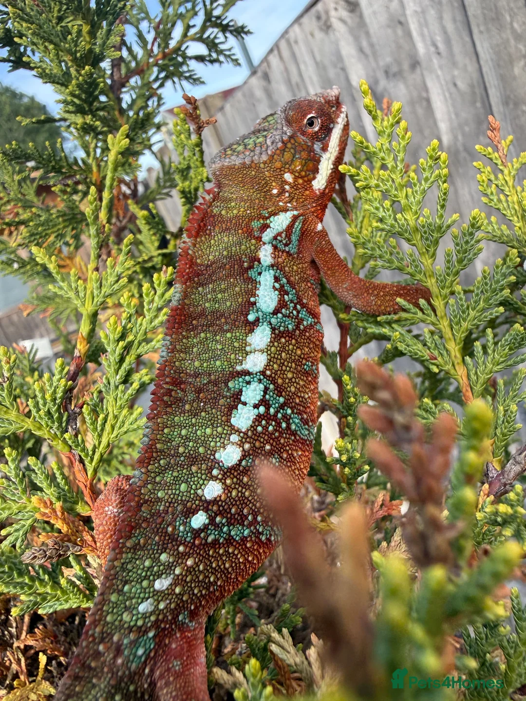 Chameleon reptiles for sale: Panther Chameleon  - Advert 7