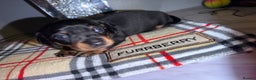 Miniature Dachshund dogs for sale: Gorgeous miniature dachshund puppy’s  - Advert 6