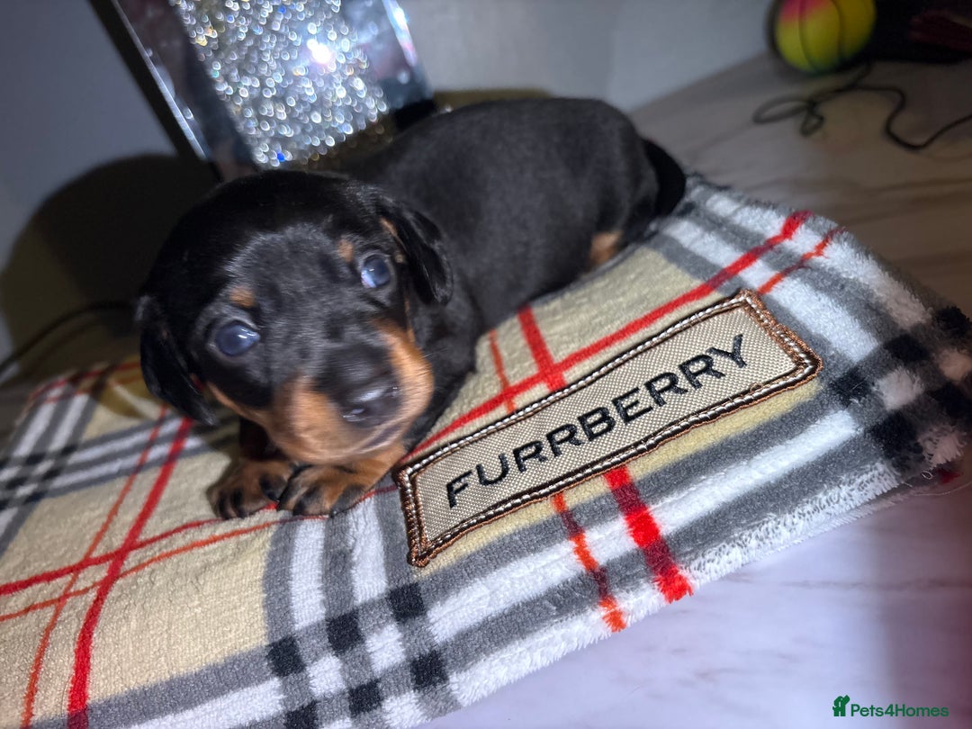 Miniature Dachshund dogs for sale: Gorgeous miniature dachshund puppy’s  - Advert 6