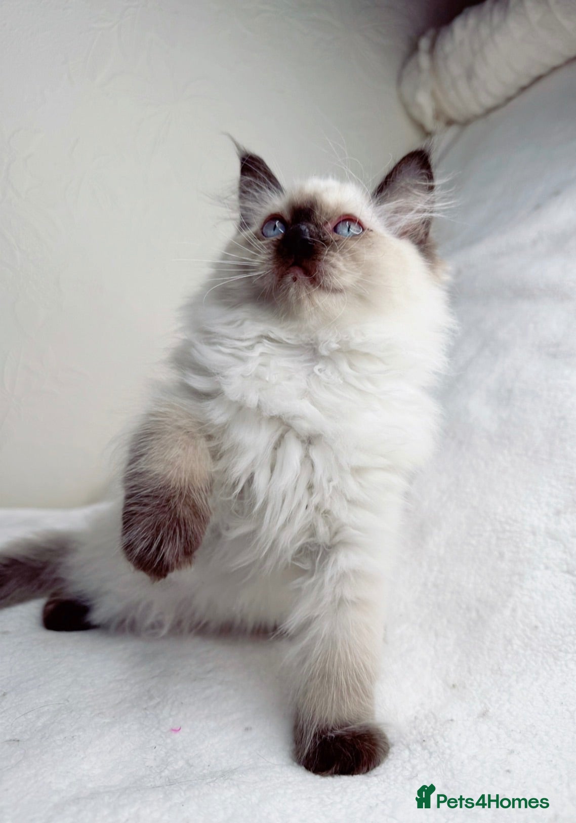 Ragdoll cats Pure Ragdoll Kitties available ✨ - Advert 1
