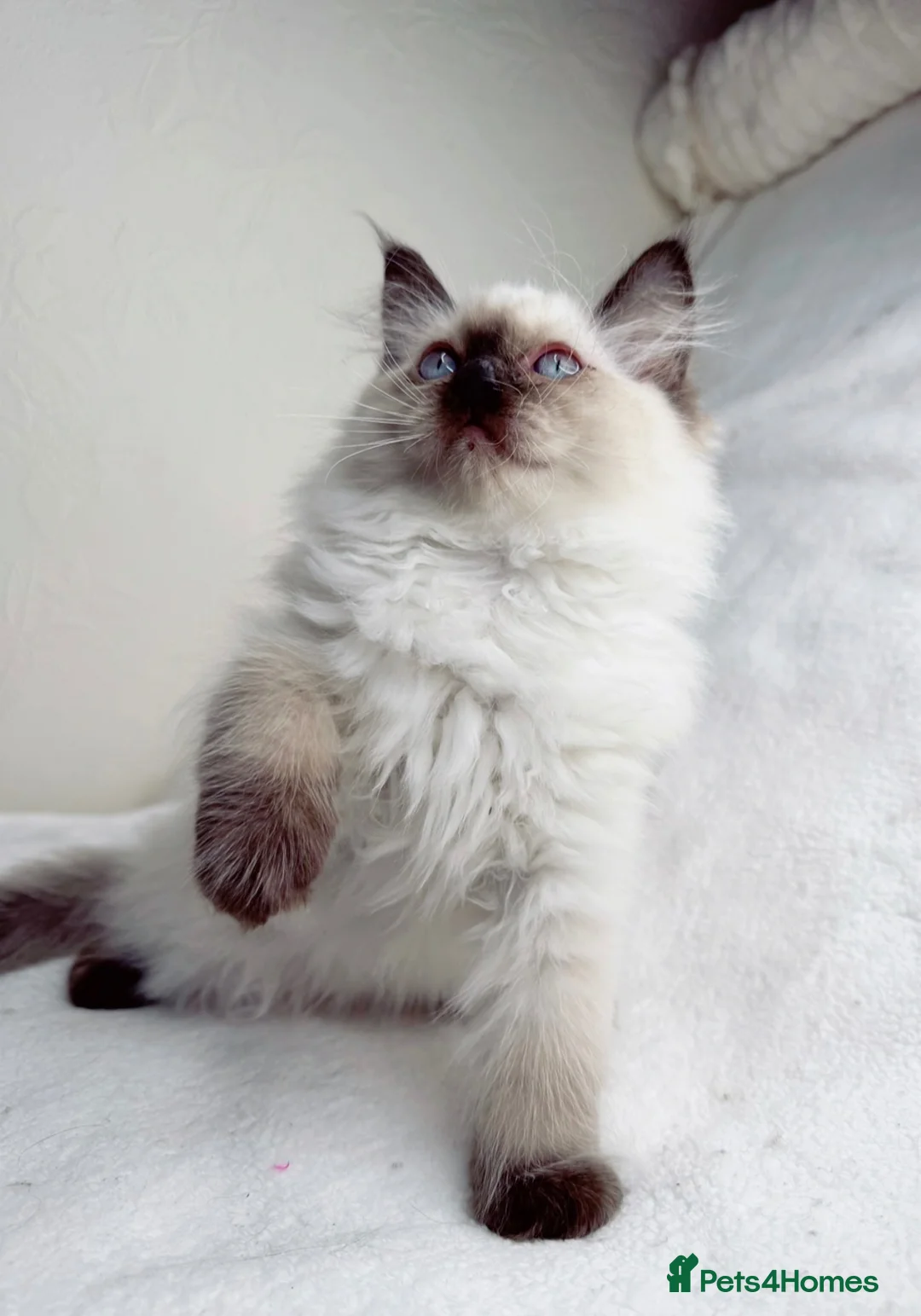Ragdoll cats for sale: Pure Ragdoll Kitties available ✨ - Advert 1